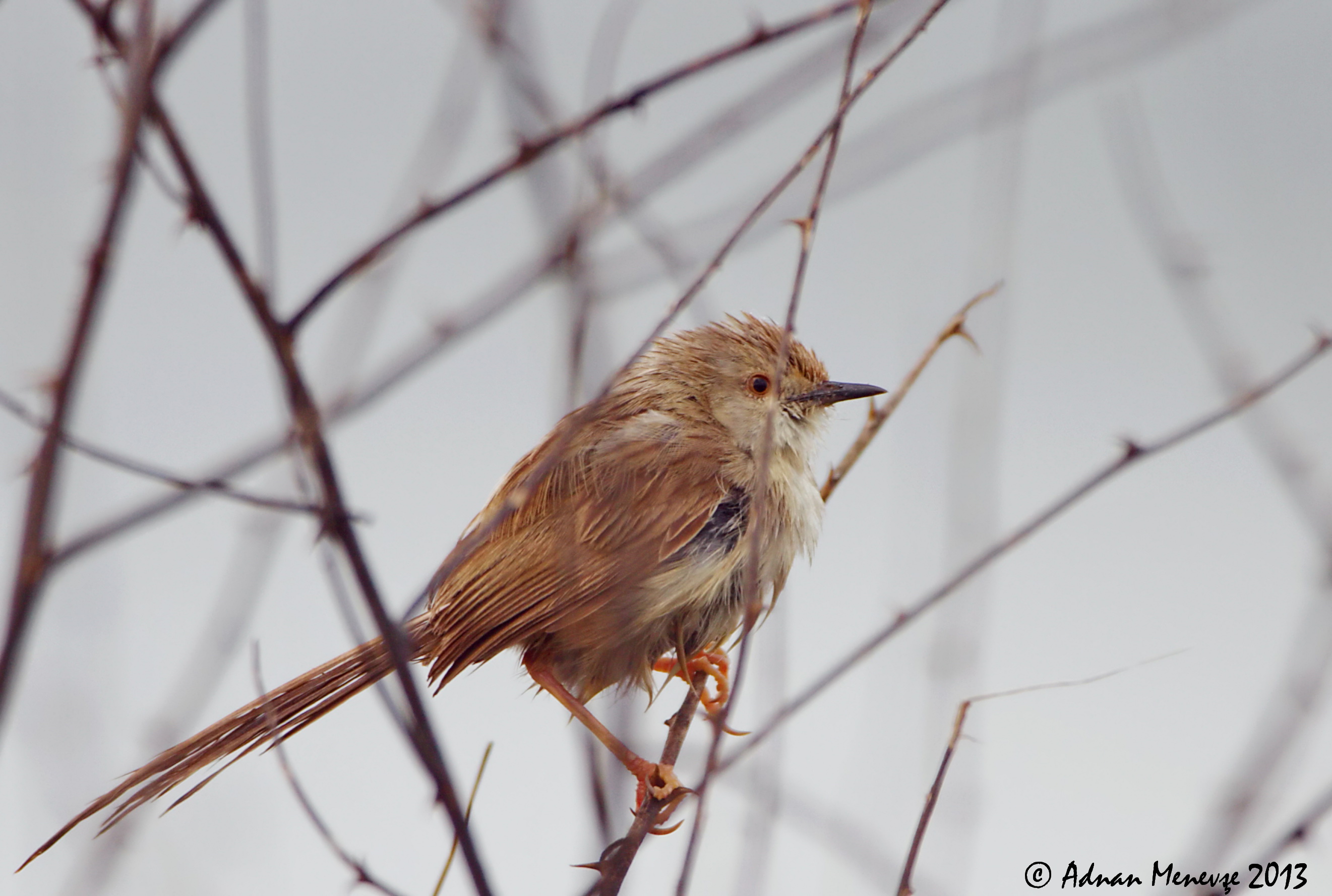 Graceful Prinia
